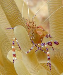 Shrimp on anemone. Taken with D70, 105 macro, and 4 diopt... by David Heidemann 